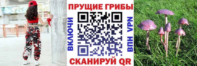 hydra ссылка Электрогорск Псилоцибиновые грибы Psilocybe